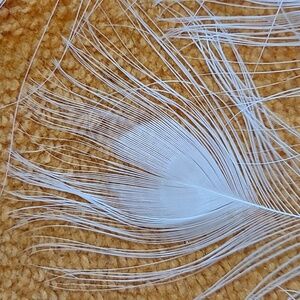 PEACOCK White Feathers